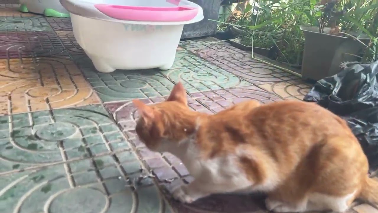 Lunch for cat.