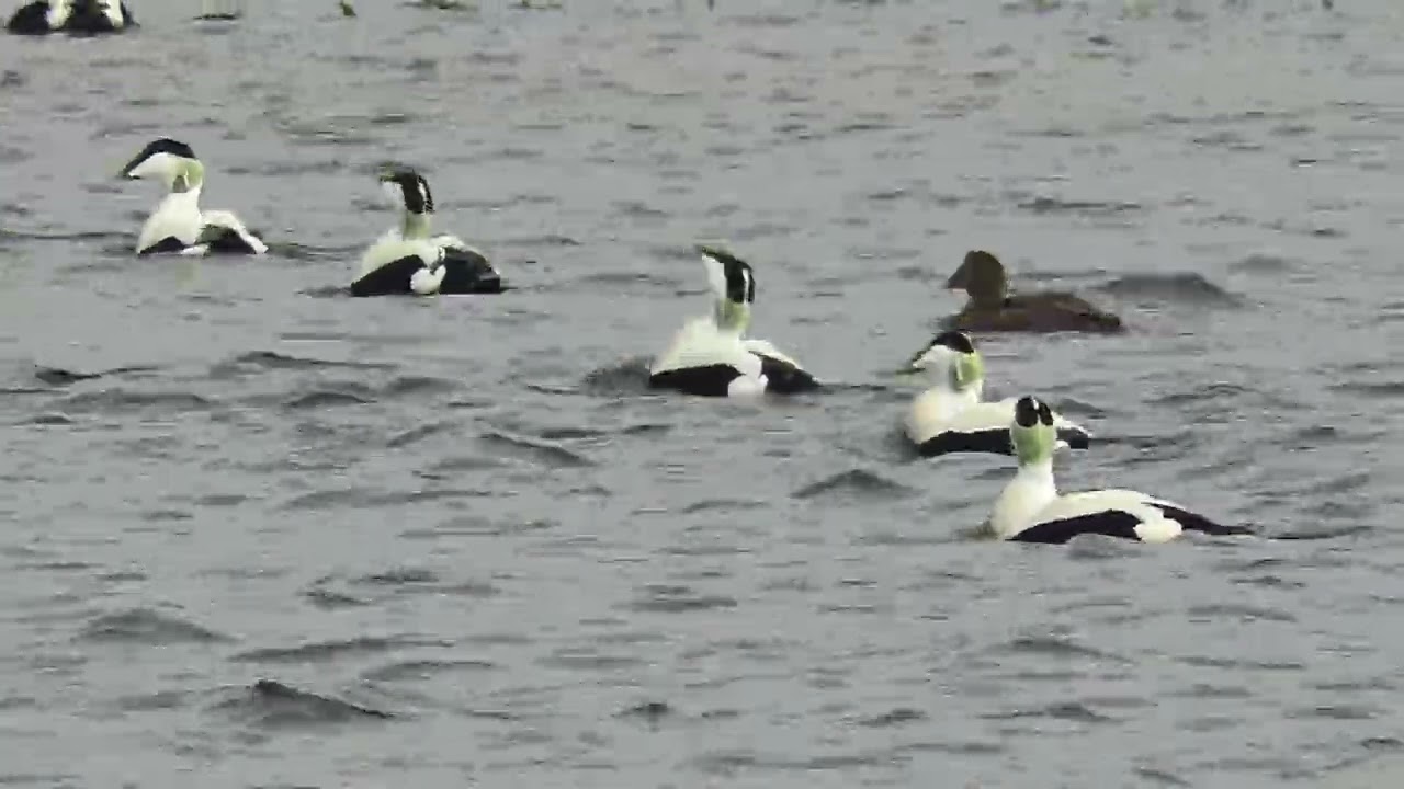 Eider ducks displaying