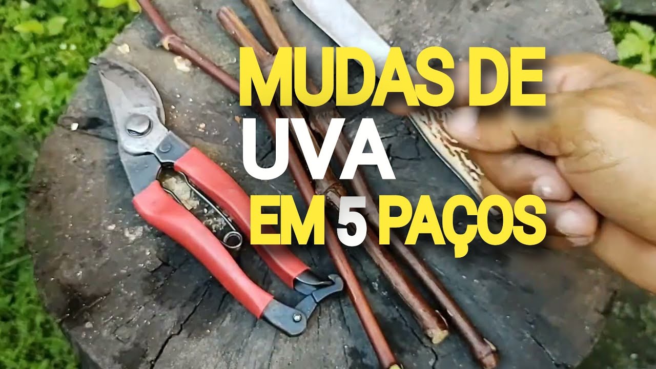 Como fazer MUDAS de UVA  com ESTACAS em 5 paços