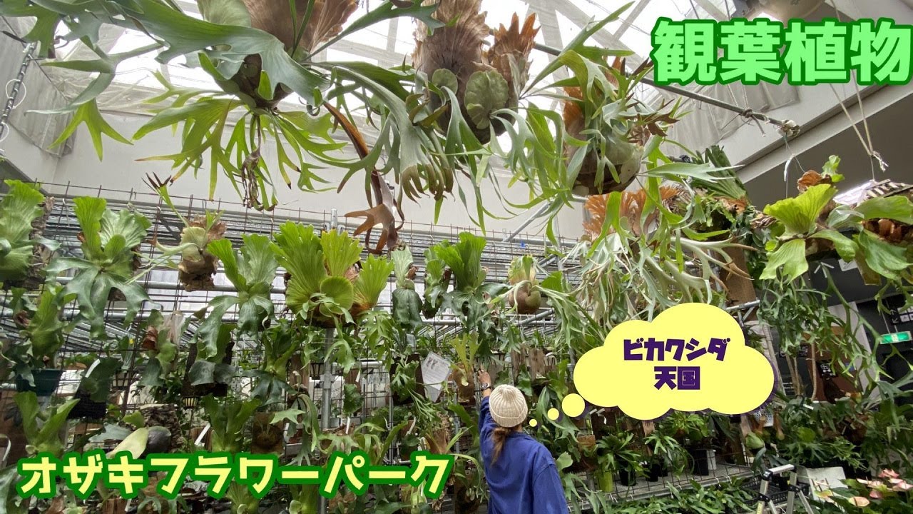 【観葉植物】ビカクシダ天国のオザキフラワーパークにいってみた（アクアリウムまで揃うまさに植物の宝石箱やー）