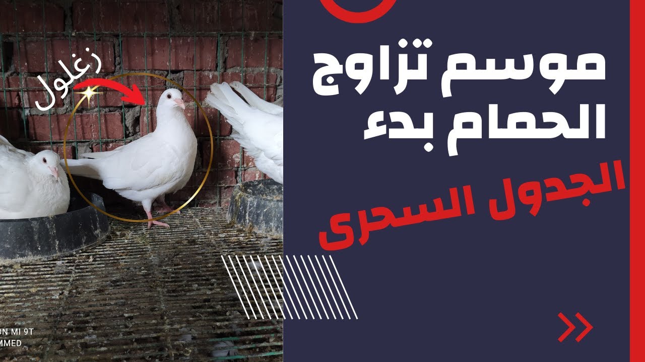 ازاى تستفاد بموسم الشتاء وتفرخ اقوى زغاليل وتتجنب امراض الشتاء التى تصيب الحمام