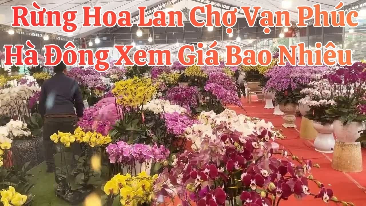 Thủ Phủ Hoa Lan Chợ Vạn Phúc Hà Đông Có Giá Là Bao Nhiêu