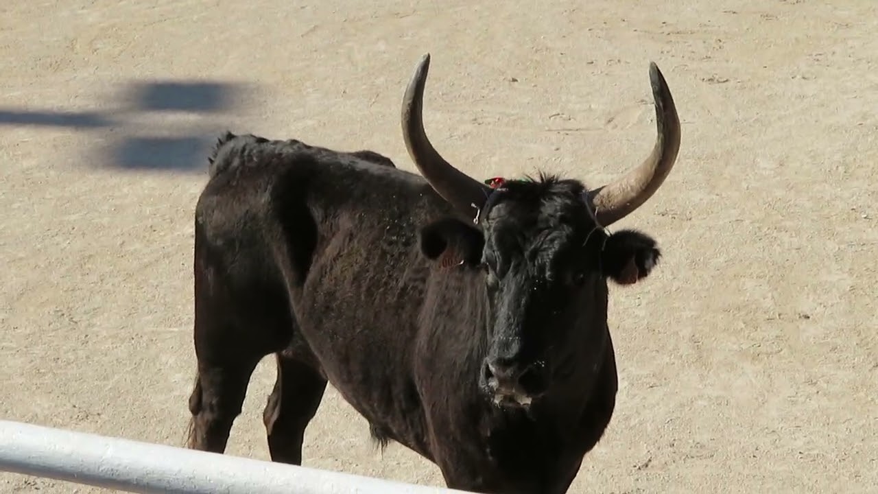 Arles 2025 - Le taureau Aramis de la manade Nicollin