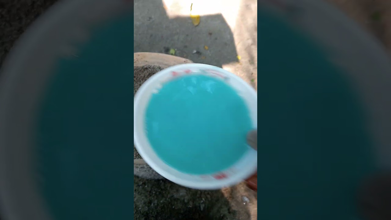 লাল সূর্য মুখী বীজ এভাবে বপন করেছিলাম।