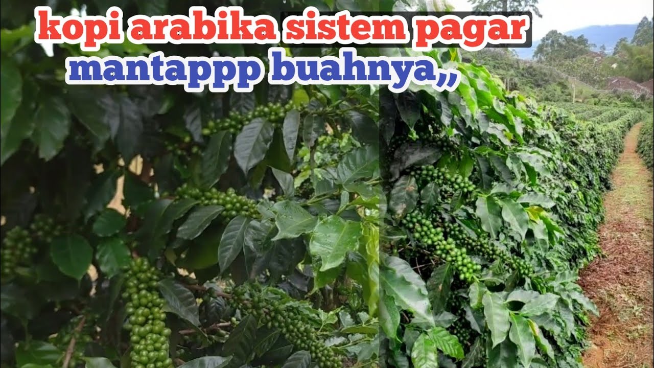 kebun kopi arabika sistem pagar, mantap sekali buahnya