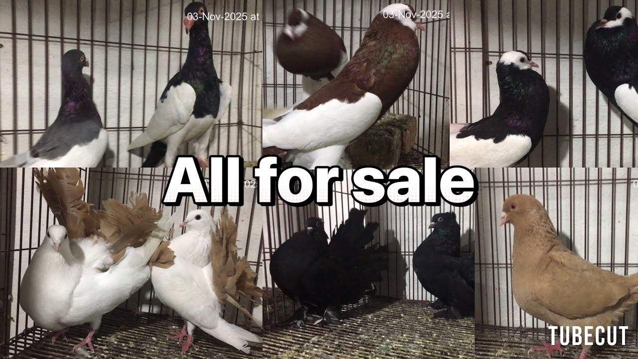 ALL FOR SALE KALLER SAYDEN CHOHA KHALSA SHAH G PEGION 03485987772 03079512892