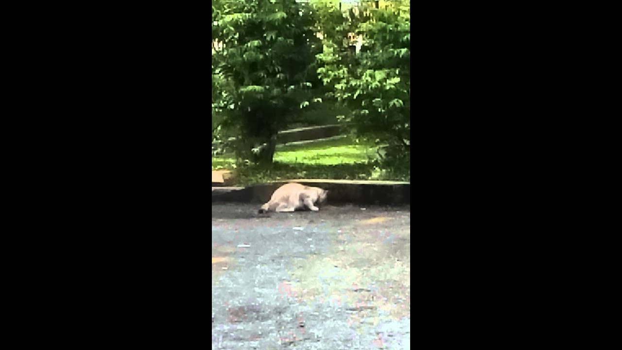 Feeding a stray by Chrisnie HSE 28/4/15