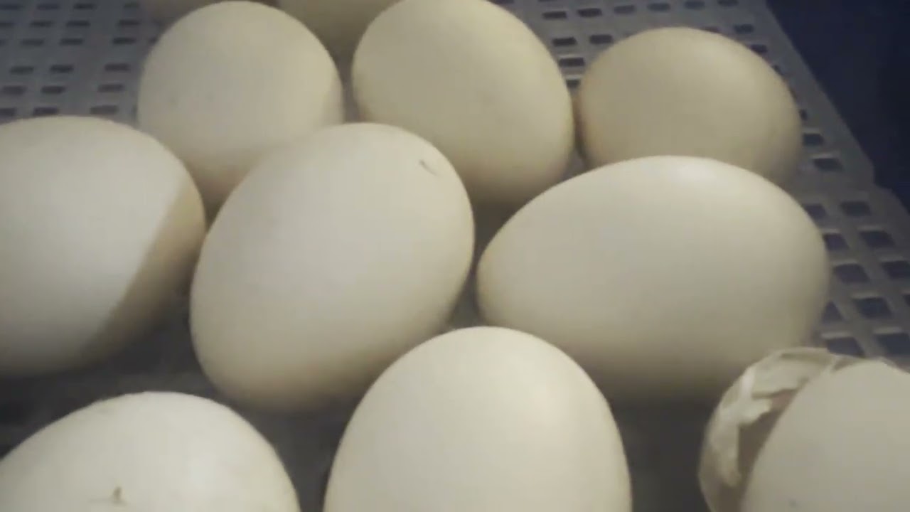 Viel Durcheinander, Bienenstand bricht auseinander, Nordwabe, Küken,