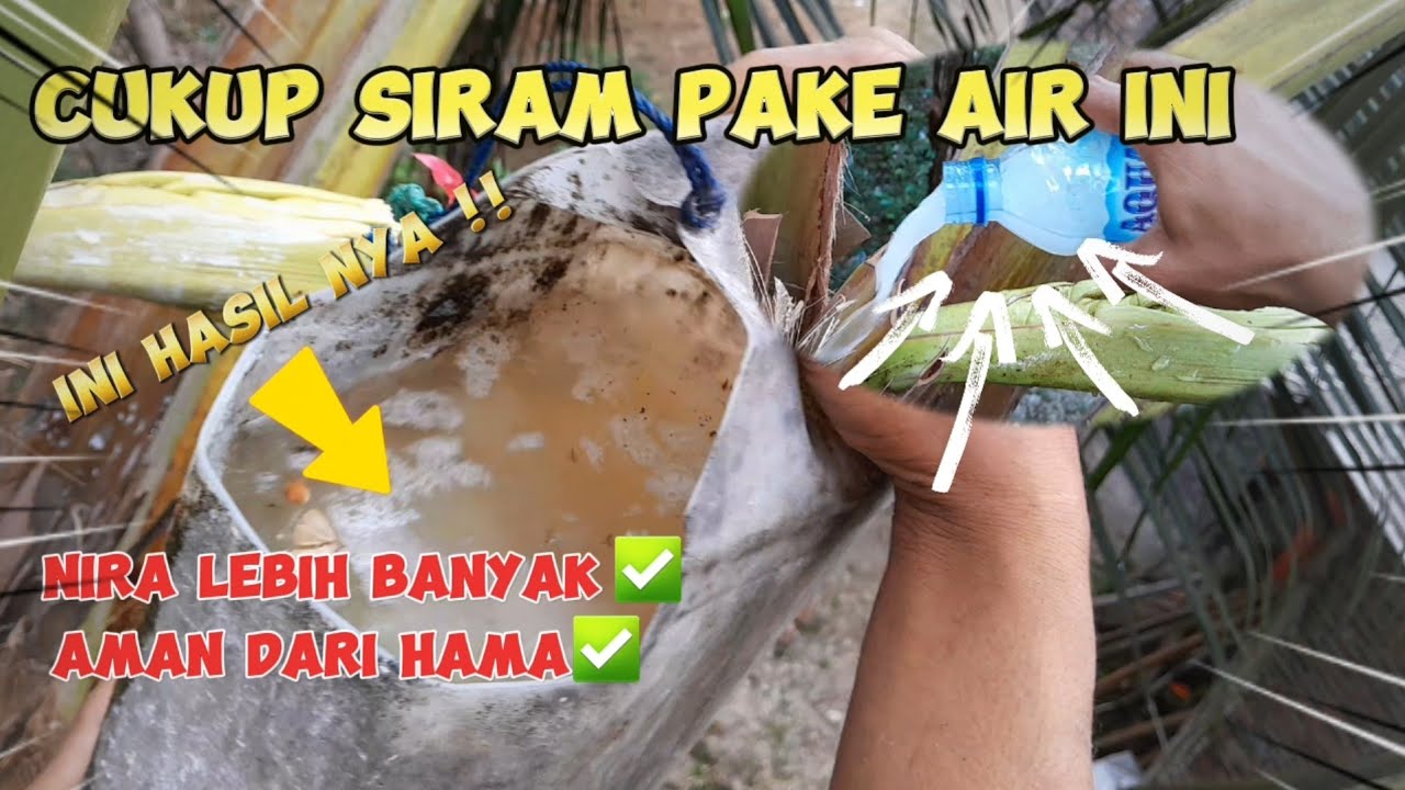 RAHASIA PENDERES‼️AIR NIRA JADI BANYAK-GULA MERAH PASTI BERTAMBAH