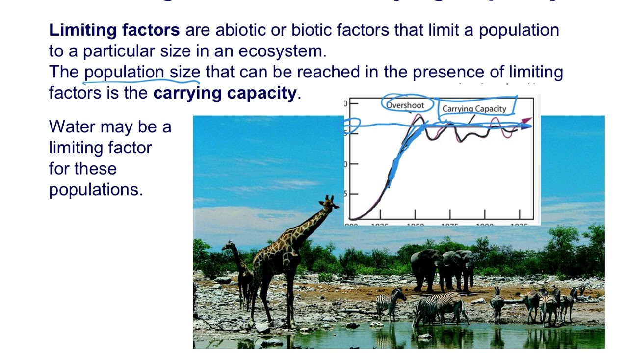 Ecology Part 4 NoyesExplains video