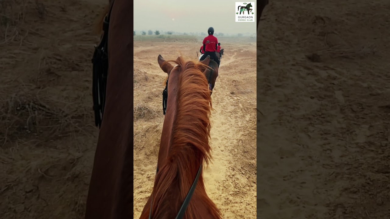 The richness of an Aravalli Horse Trail with Gurgaon Horse Club