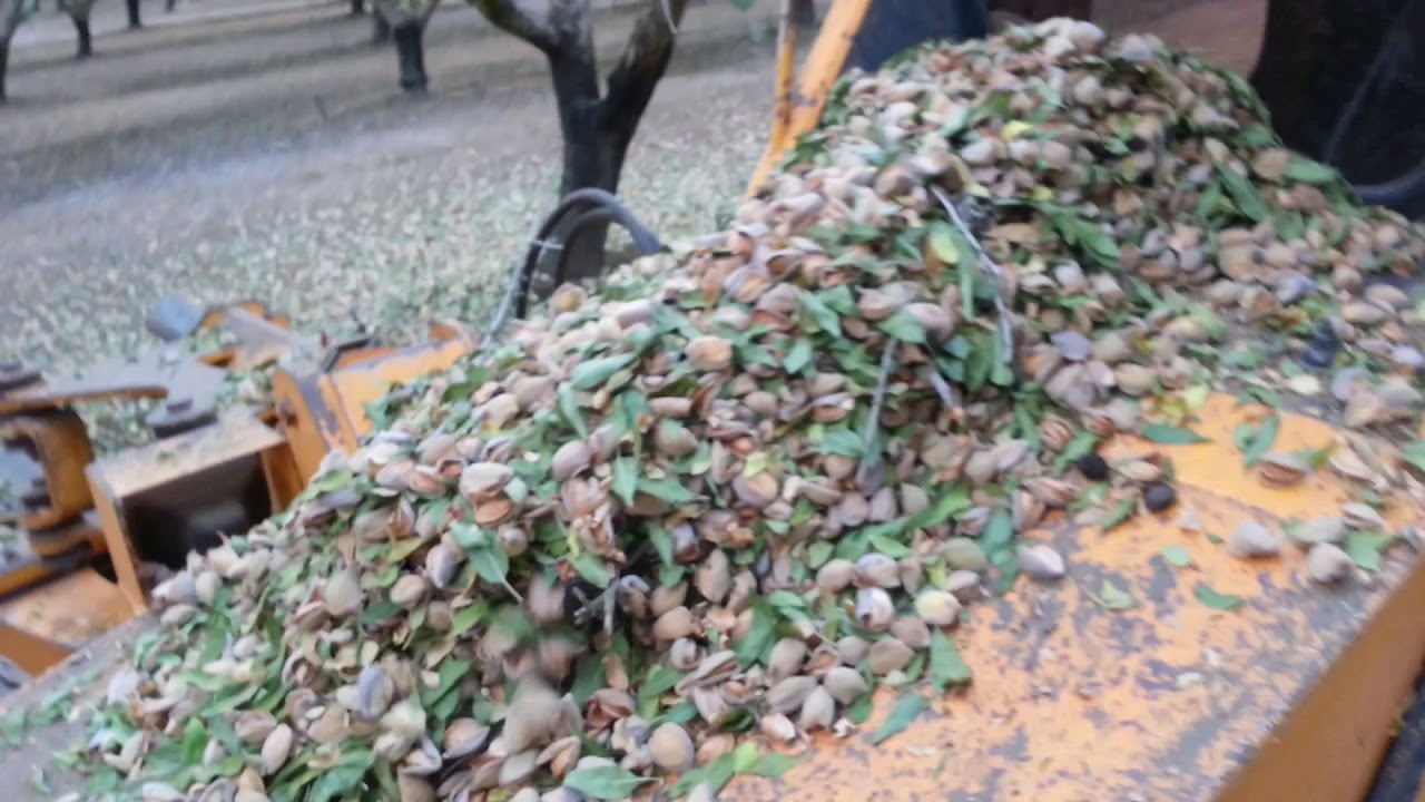 Trabajador del campo /aquí en california /comienza la cosecha de almendra