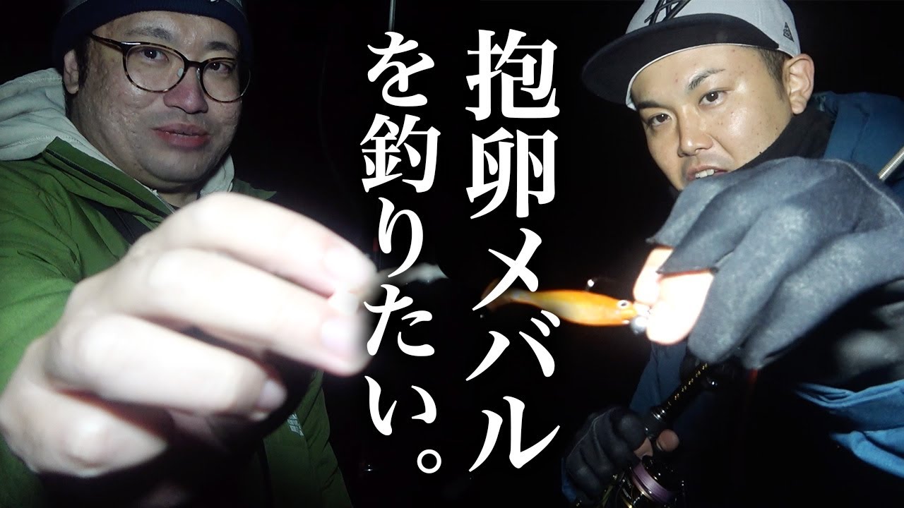 この季節がやってきた。パンパンの抱卵メバルを釣りたい男たち