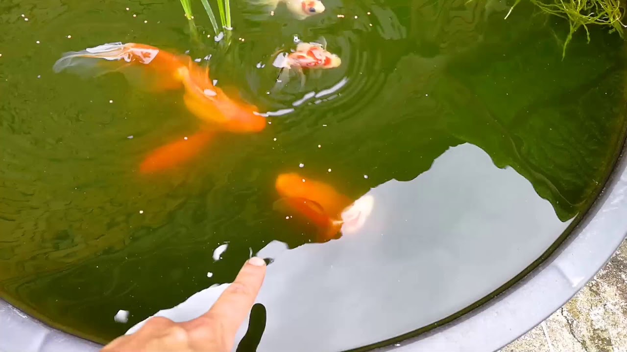 Mladj zlatnih ribica posle 210 dana 🐳🐟