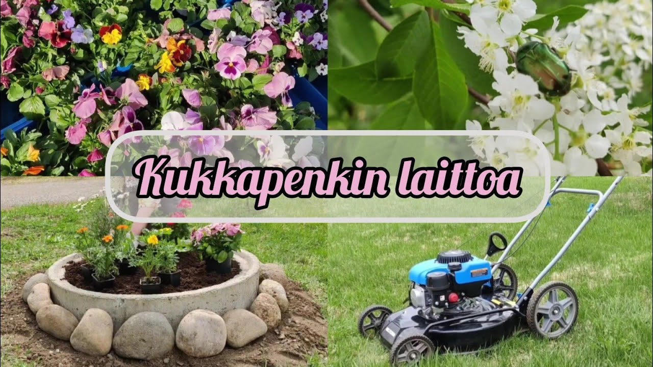 Kukkapenkki: siivotaan kukkapenkki ja istutetaan kesäkukkia