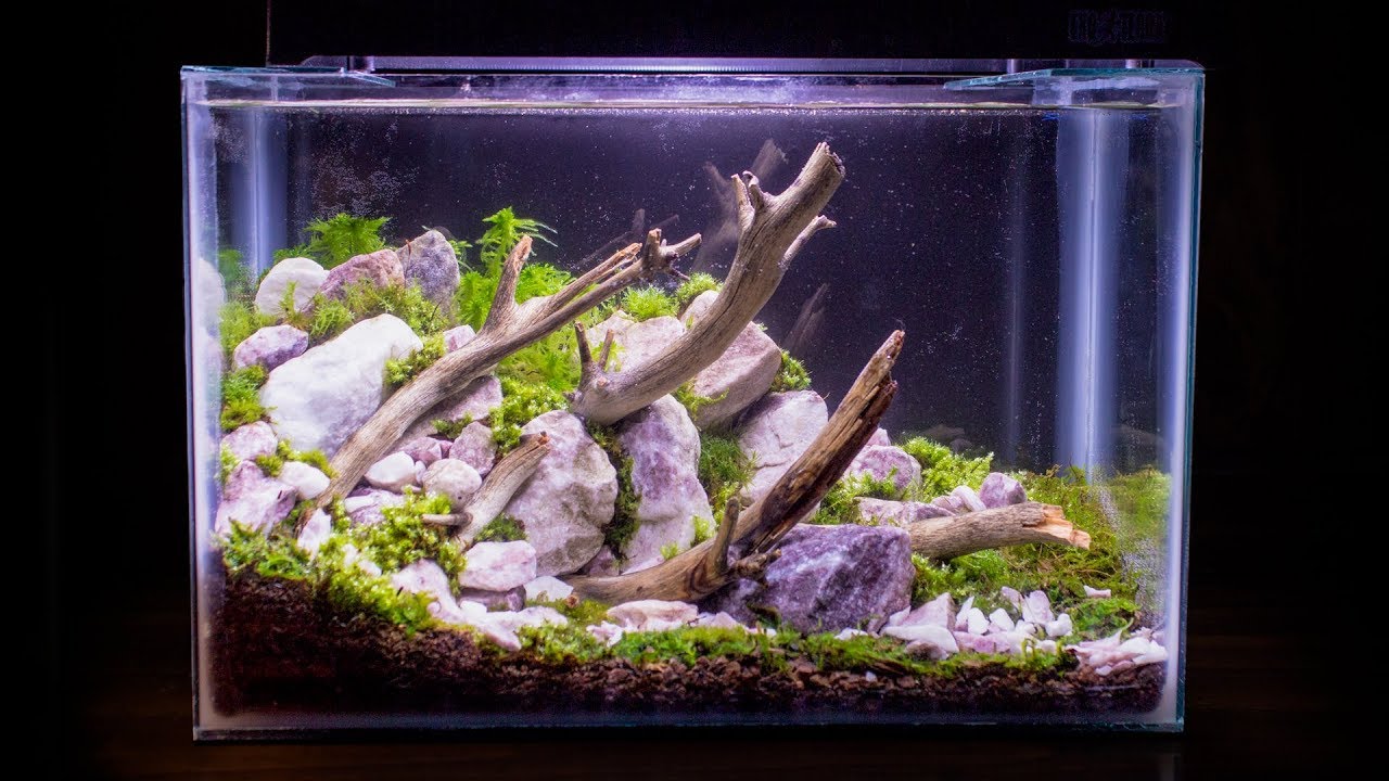 Terrestrial Moss Nano Aquarium