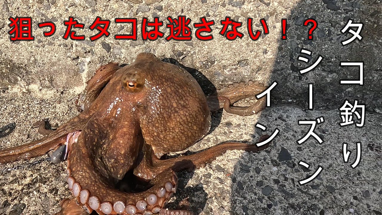 タコ釣りシーズンイン(狙ったタコは逃さない！？)
