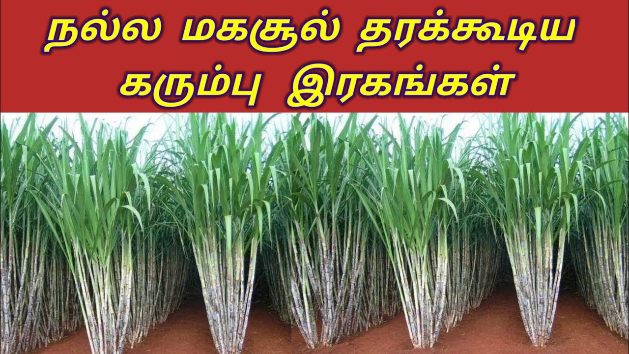 அதிக அளவில் மகசூல் தரும் கரும்பு இரகங்கள்  / உழவர் உலகம்
