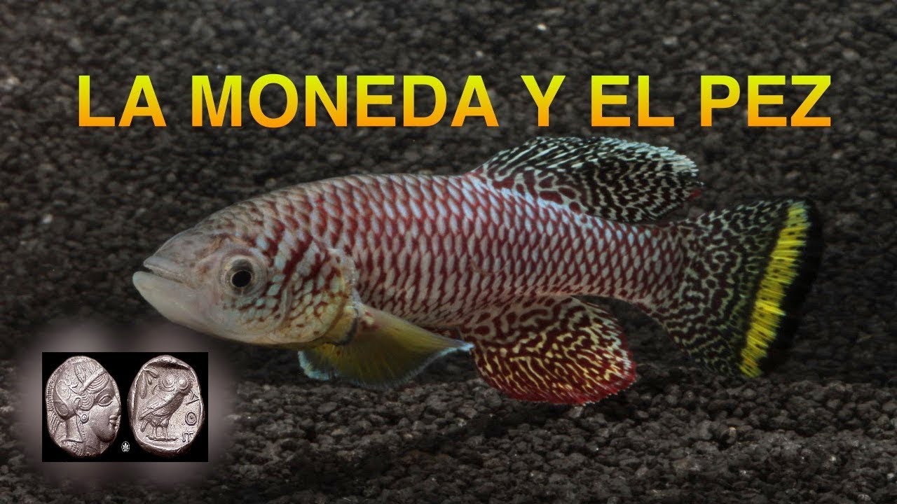 LA MONEDA Y EL PEZ  PABLO URBINA