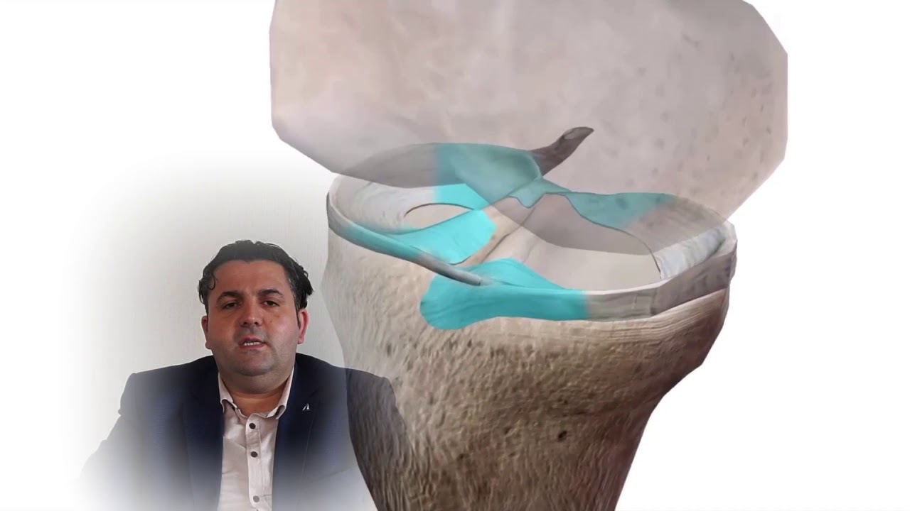 Diz eklemi anatomisi