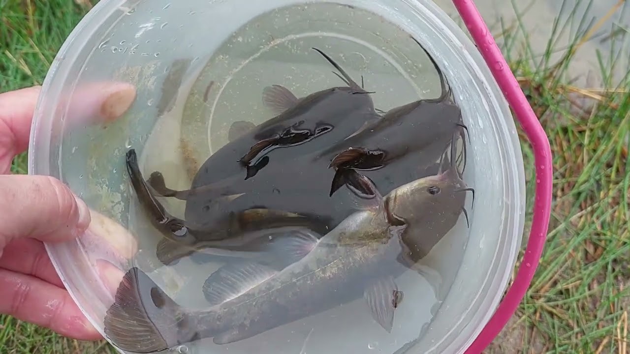 Sumiki karłowaty (Ameiurus nebulosus) po złowieniu. Bullpouts after catching