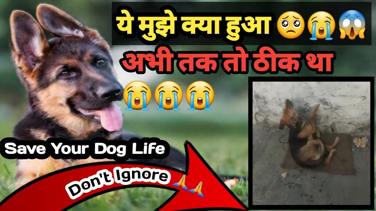 ये क्या हुआ Dog को जाने 😱🥺😭 || Epilepsy ( मिर्गी ) / Canine Distemper || Canine distemper treatment