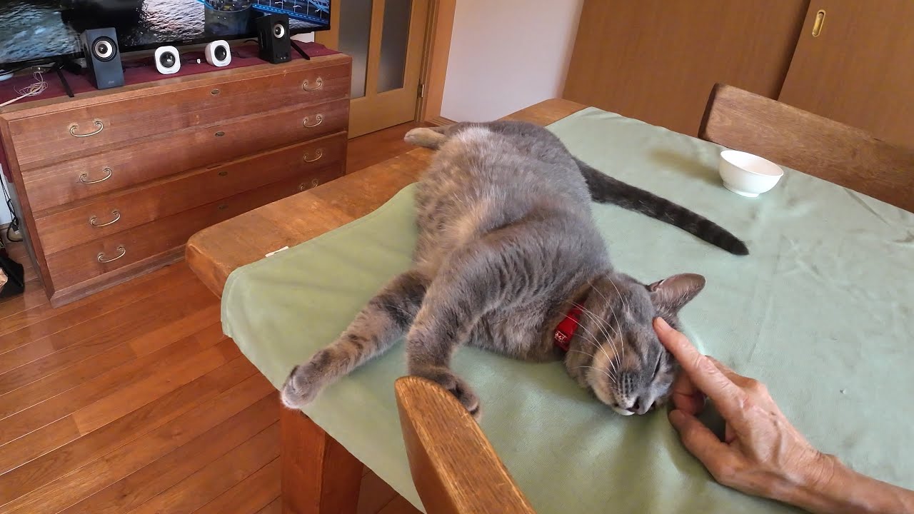 ばーばが大好きな甘えん坊猫「はなちゃん」の幸せな日常