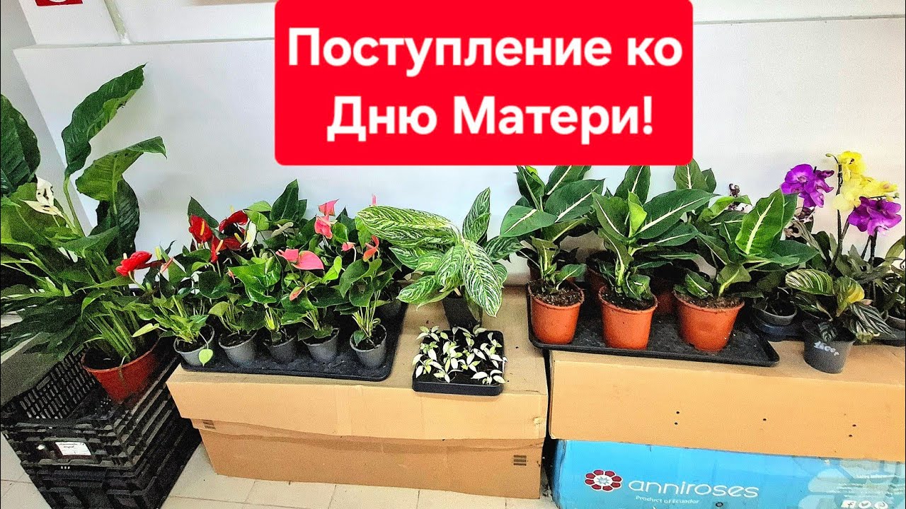 Обзор поступления комнатных растений.  Видео от 28.11.2025г.