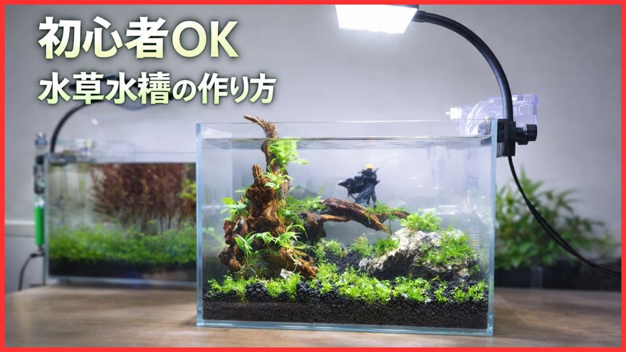 【超簡単】初心者向け水草水槽の作り方｜30cm水槽レイアウト解説