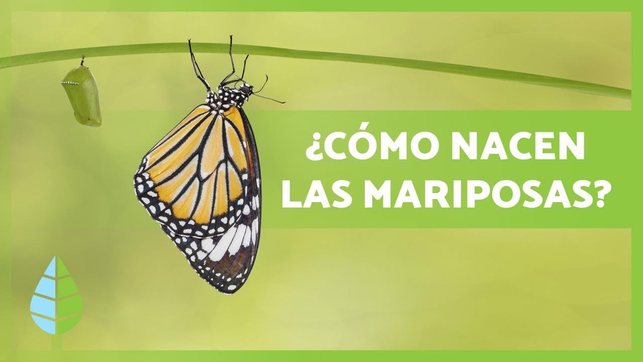 Cómo nacen LAS MARIPOSAS 🦋 (Tipos, hábitat y Curiosidades)