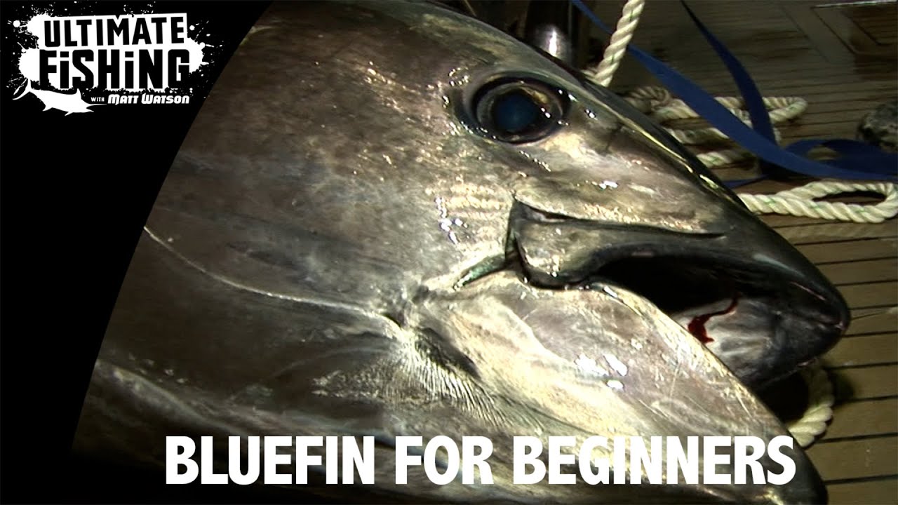 Bluefin for Beginners