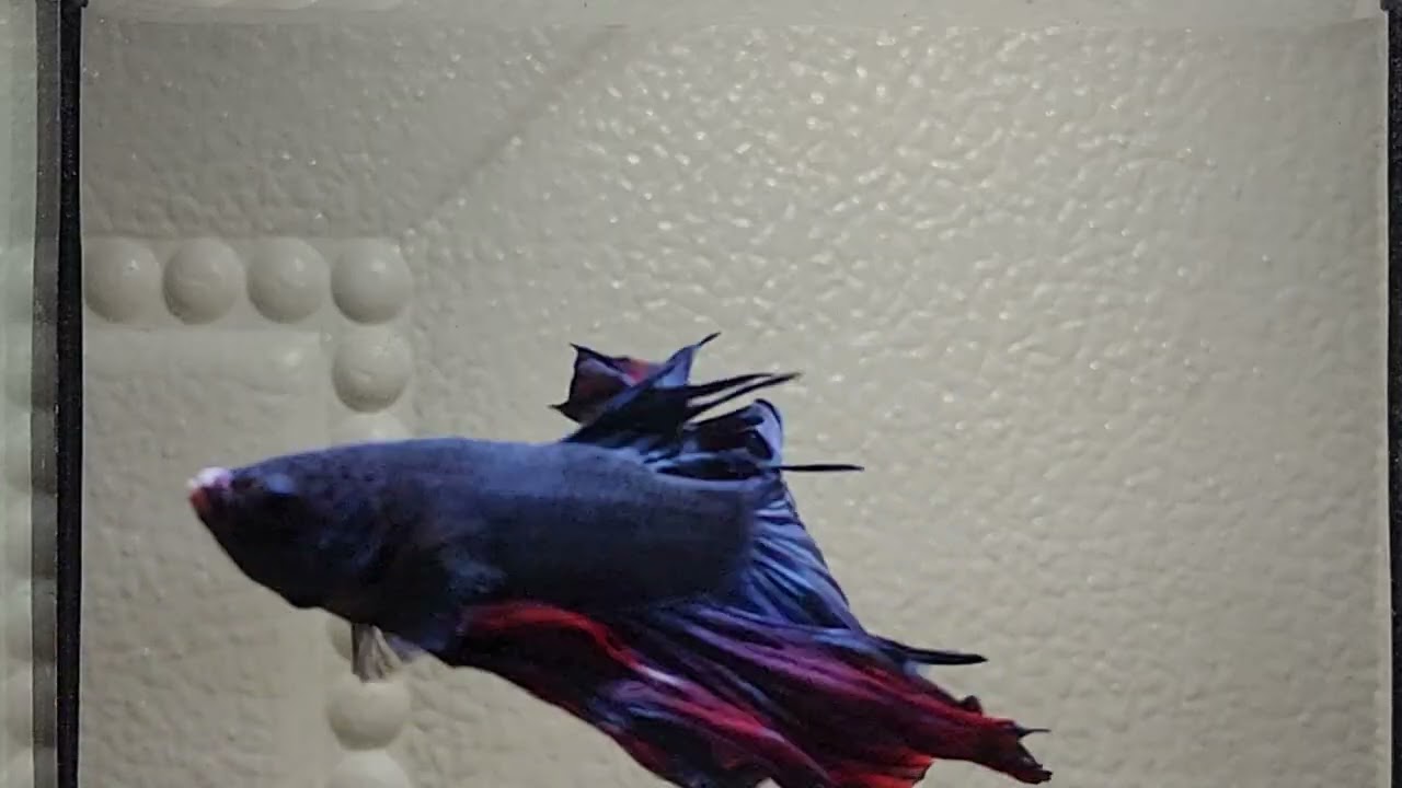 Betta Fish That Turned My Tank Into a Masterpiece