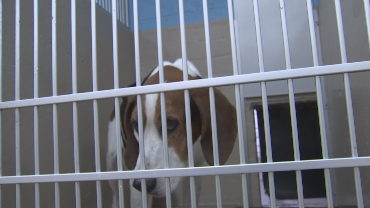 How to protect pets during a monsoon storm