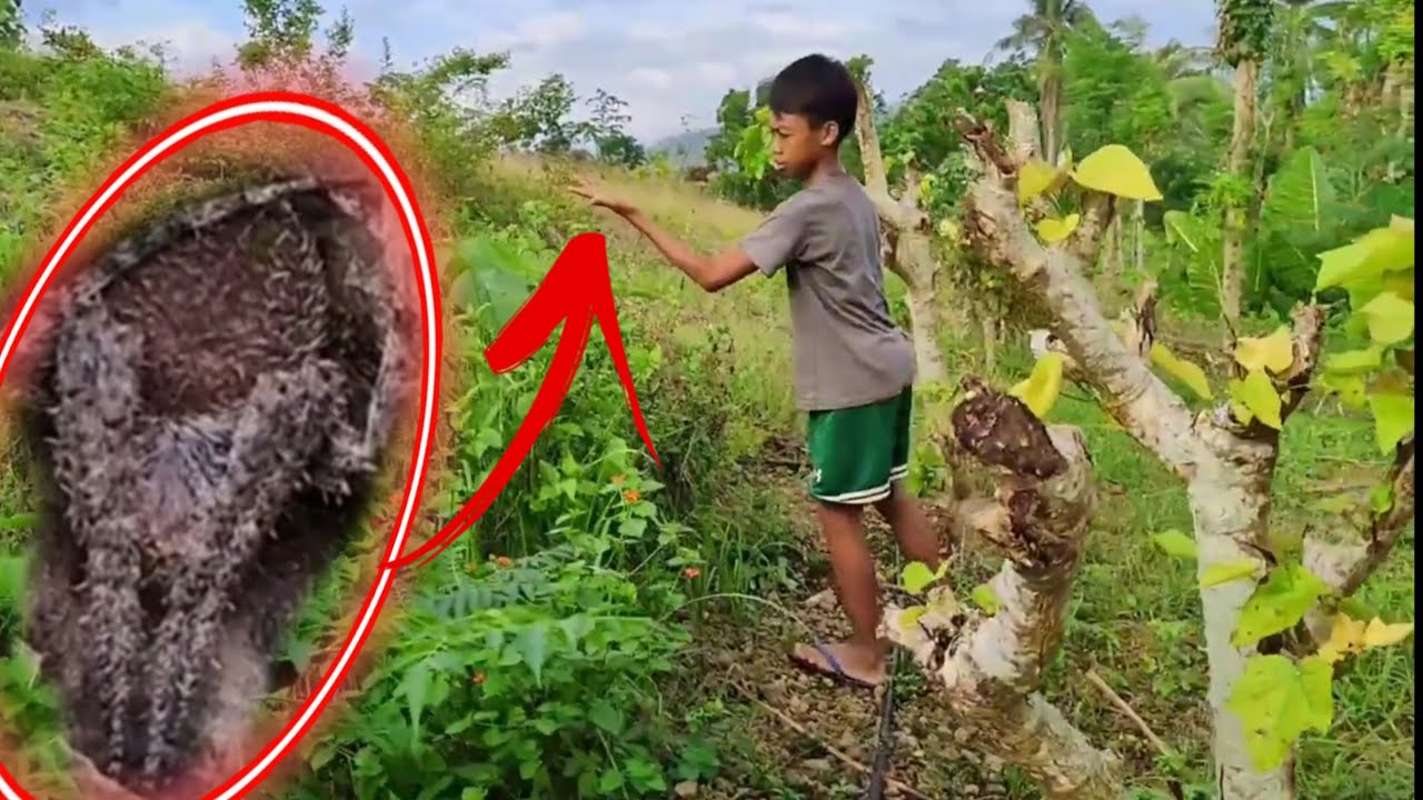 #Spider Hunting/Magaganda yong nakikita ni dong Dexter.....#trending