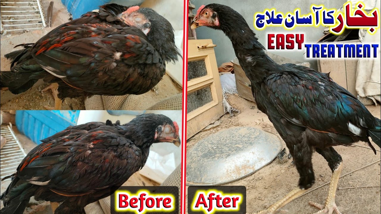 Aseel Ke Bukhar Ka Ilaj - Garmiyon Mein Bukhar Ka Ilaj - Aseel Murga Treatment By HC Aseels