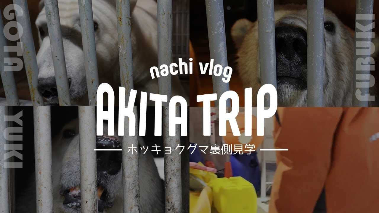 〈旅行vlog〉ホッキョクグマ裏側見学 / 男鹿水族館GAOの裏側に失礼します / 間近のフブキにメロメロ♡ 〈水族館めぐり〉