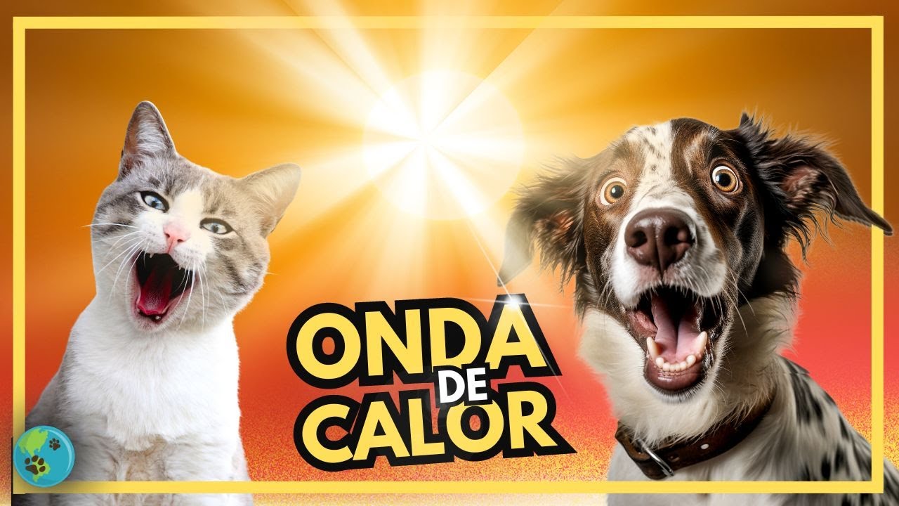 Cuidados com Cães e Gatos no Calor
