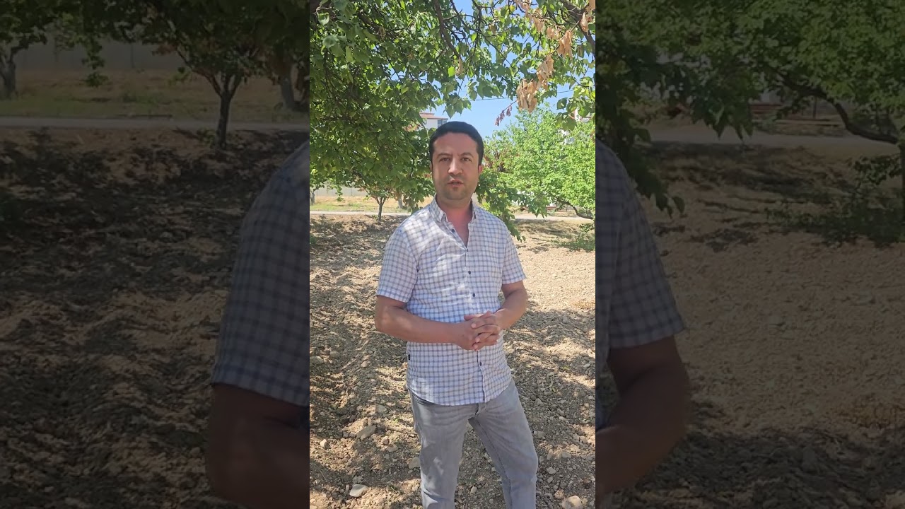 Kayısı ağaçlarında dal kurumalarına neden olan fungal hastalıklar ve alınması gereken önlemler?