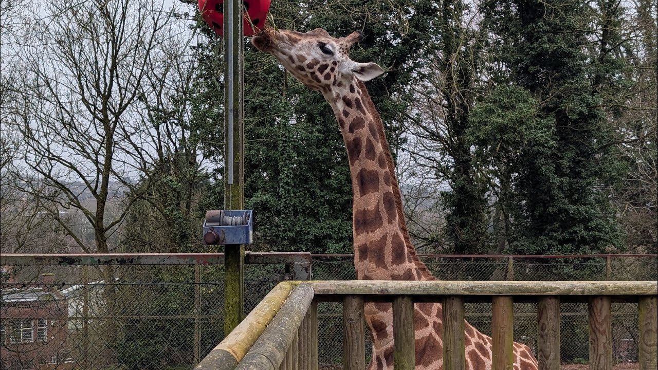 Trip To Dudley Zoo With Friends | Family Vlog | Family Of 6