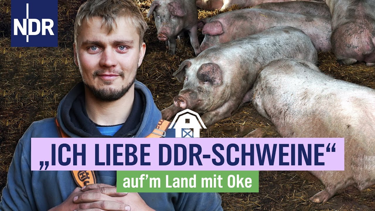 Okes Arche auf Amrum: Wie das Leicoma Schwein auf die Insel kam | NDR auf'm Land mit Oke | Folge 4