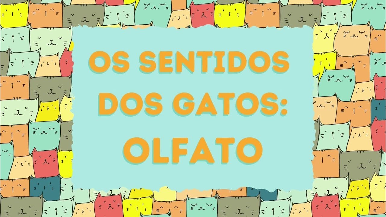 Como os gatos percebem o mundo? (#4 OLFATO)