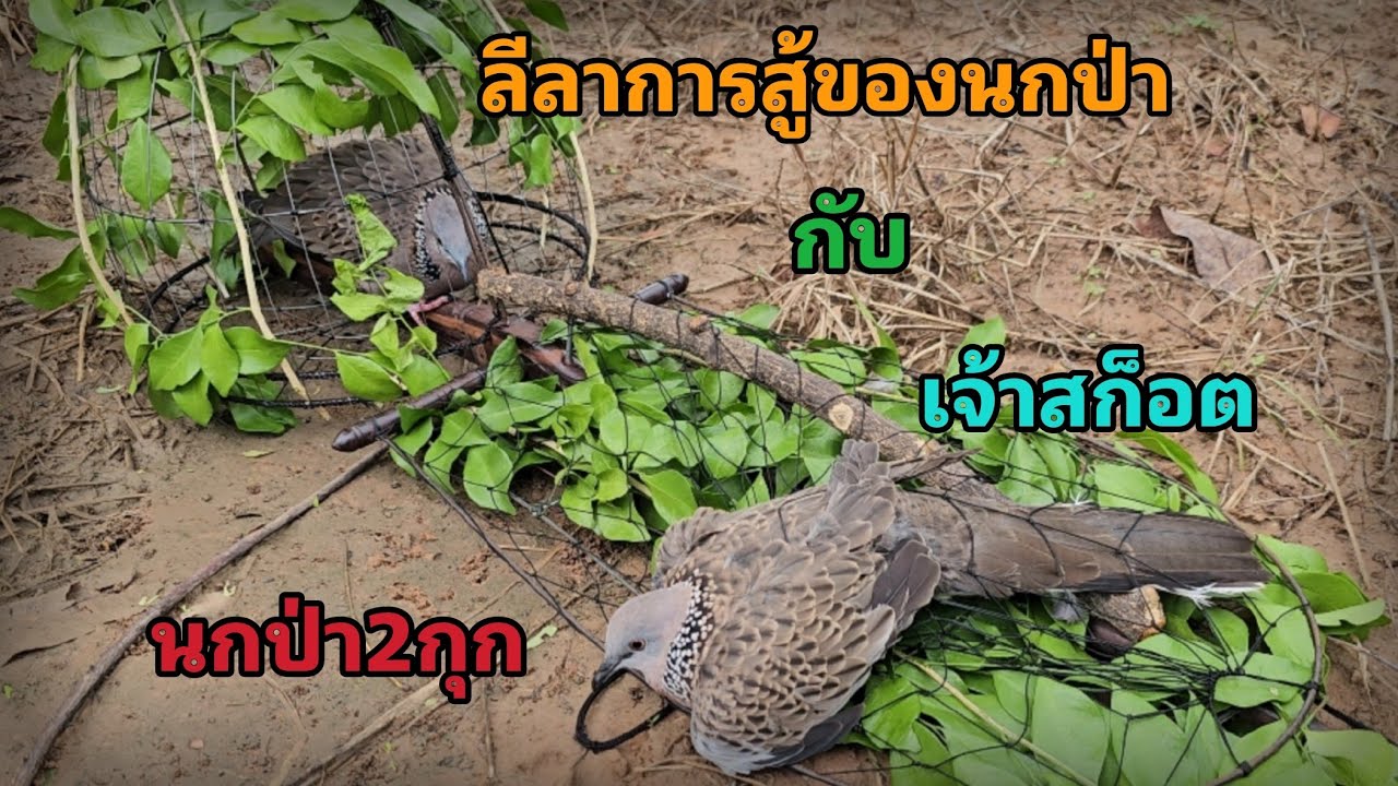สุดยอดนกป่าสองกุก...เก่ง เหนียว...สู้กับนกต่ออย่างดุเดือด