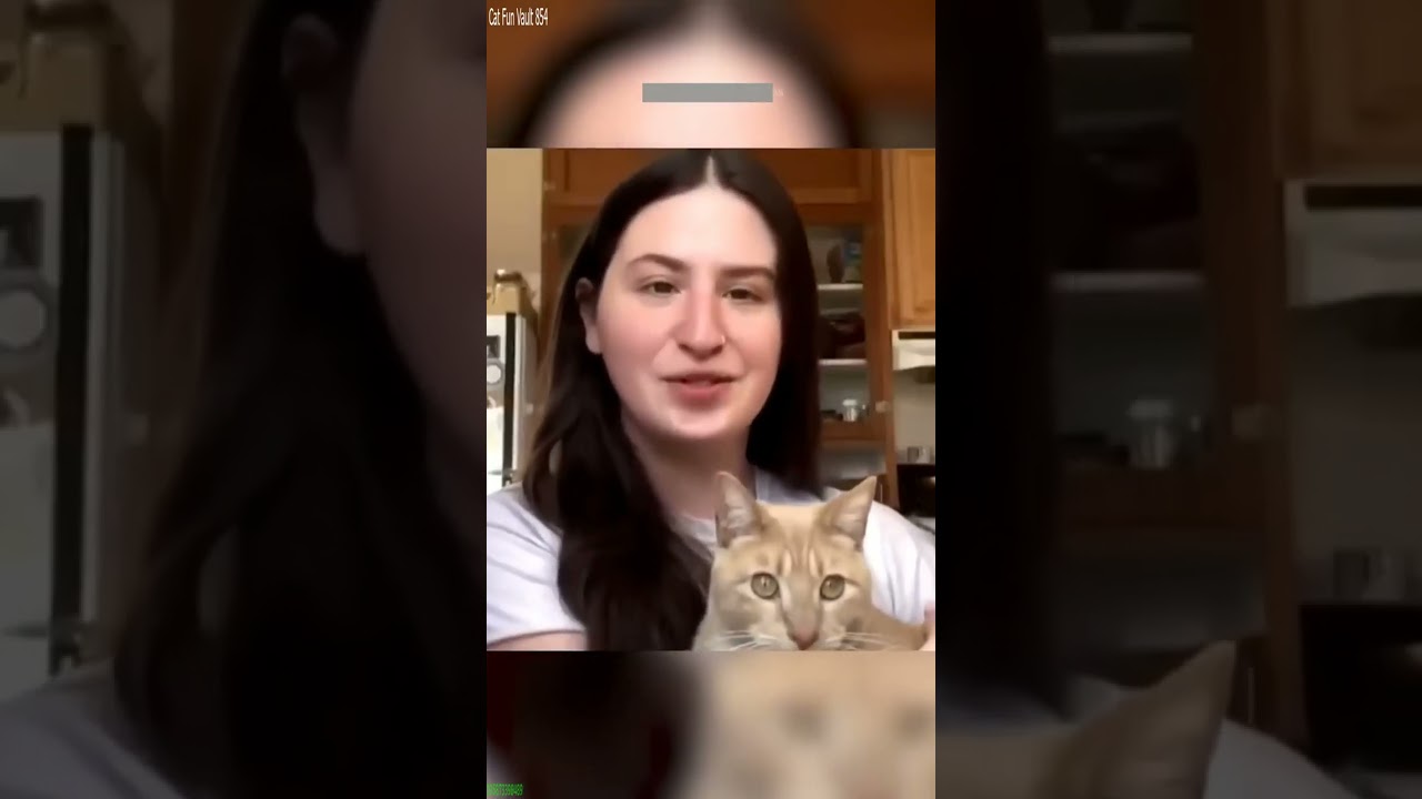 Cat Lover 🙀 funny cats fighting 🐈‍⬛ # #2935