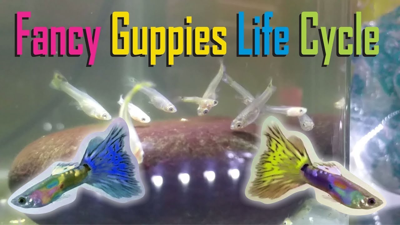 Fancy Guppy fish life cycle (Poecilia reticulata)
