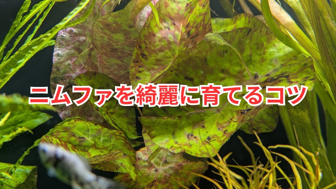 ニムファをレイアウト水槽で育てるコツ