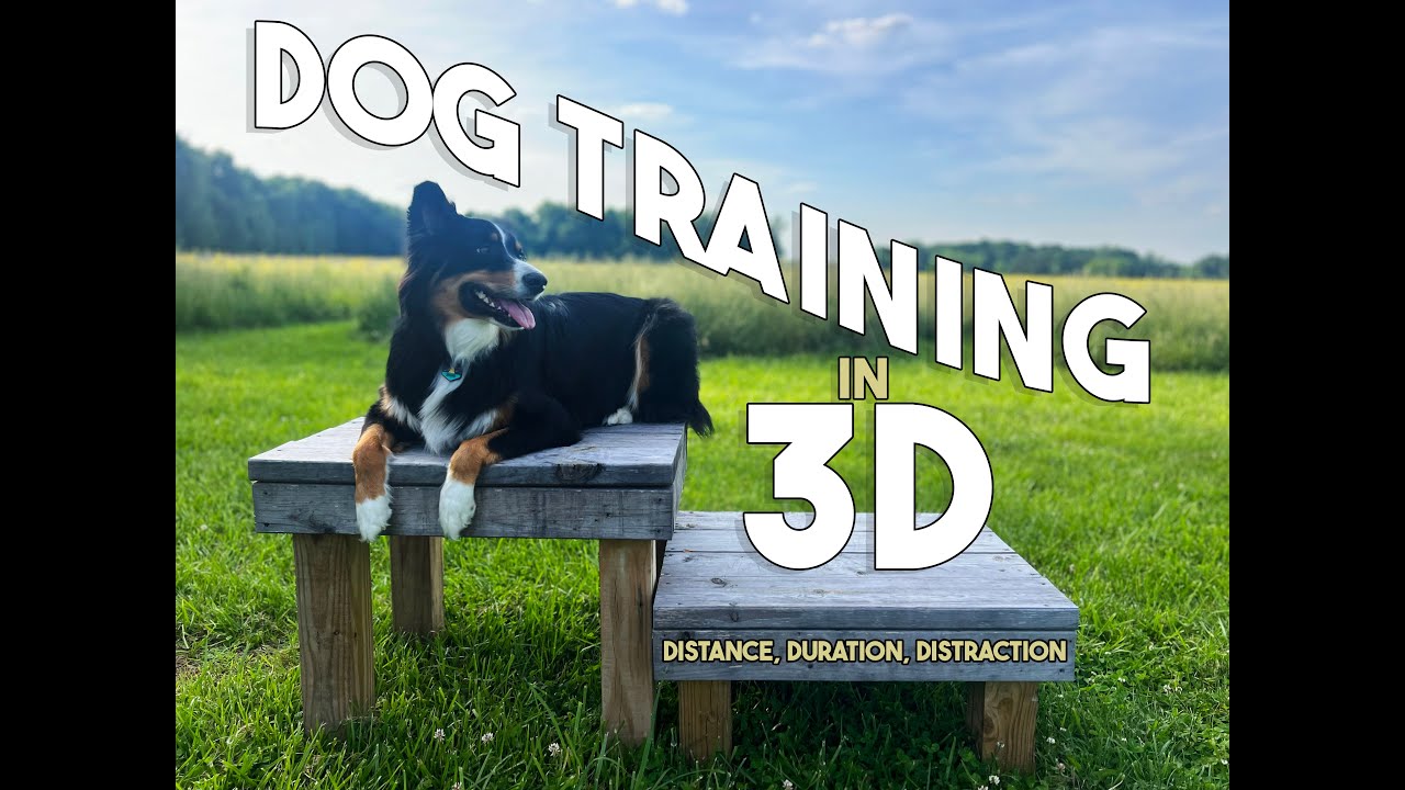 DOG TRAINING IN 3D - IMPULSE CONTROL DOG TRAINING ON PLACE