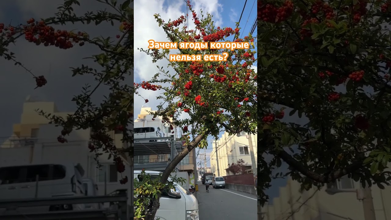 Запрещённые ягоды #япония #традиции