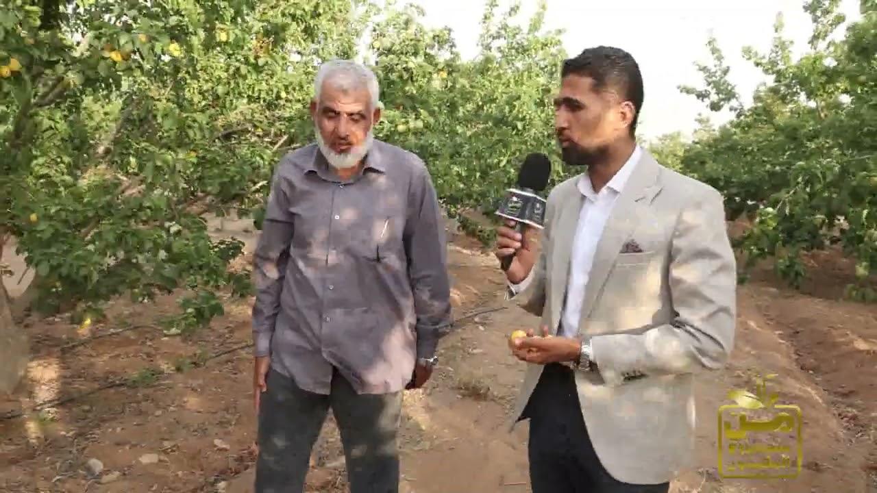 مزرعة مشمش مذهلة في قلب الخطاطبة.. ومصر تزرع أكثر من 30  ألف فدان سنويا 💪😍