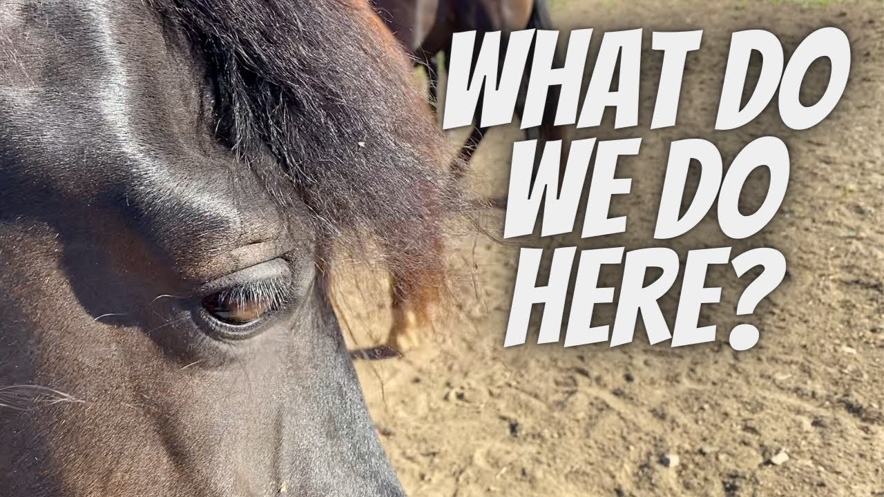 What Do We Do Here? | Our Horse Farm | Tennessee Walking Horses