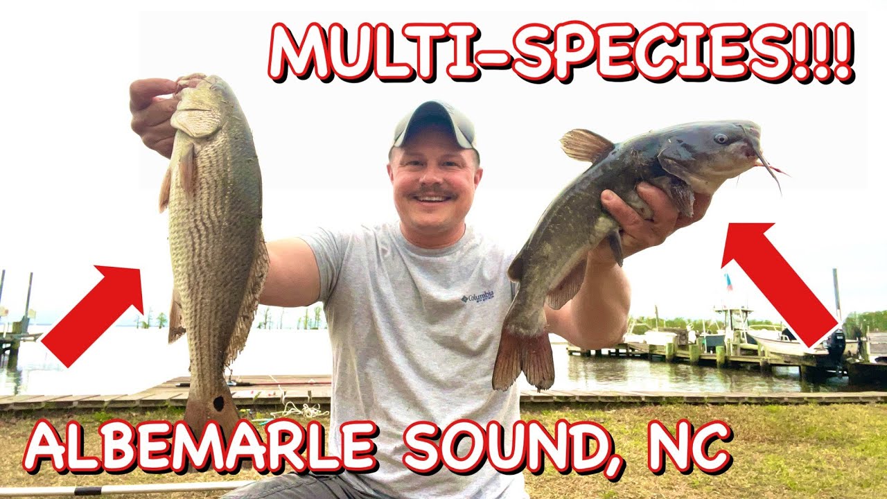 Catching MULTIPLE SPECIES on the Albemarle Sound, North Carolina!!! Redfish, Catfish, and More!!!